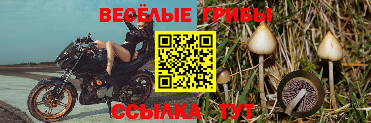 Галлюциногенные грибы мицелий  Вход с VPN  Тихорецк 